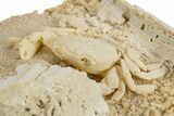 Fossil Crab (Potamon) Preserved in Travertine - Turkey #315134-1
